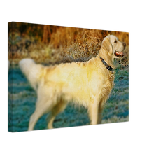 Load image into Gallery viewer, Golden Retriever Painting Style#2. Available in several sizes and types.
