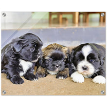 Load image into Gallery viewer, Cute puppies Art Style#5. Available in several sizes and types.
